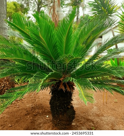 This is cycas revoluta (sago palm).It is a species of gymnosperm in family cycadaceae,native to southern Japan including the Ryukyu islands .it used in medicine,several food items and textile industry Royalty-Free Stock Photo #2453695331