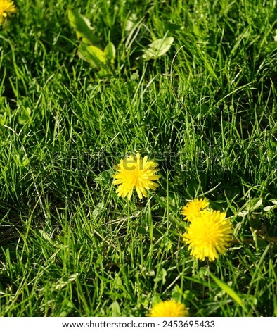 
Dandelions are iconic wildflowers known for their cheerful yellow blooms and delicate, feather-like seeds that dance on the breeze. These resilient plants belong to the genus Taraxacum