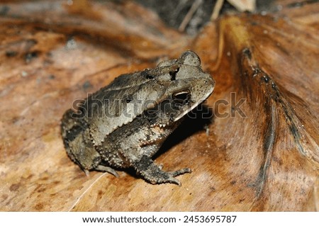 English Name:Gulf Cost Toad
Toad with thorns on a leaf, perched on a dry leaf, with prominent cranial ridges, it has a row of dotted tubercles on both sides of the body, without webbing on the finger