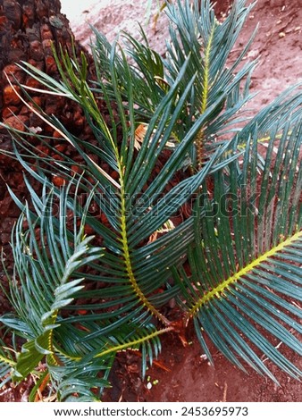 This is cycas revoluta (sago palm).it is the species of gymnosperm in family cycadaceae.native to southern  Japan including the Ryukyu islands .its used in several food and also use in medicine.  Royalty-Free Stock Photo #2453695973