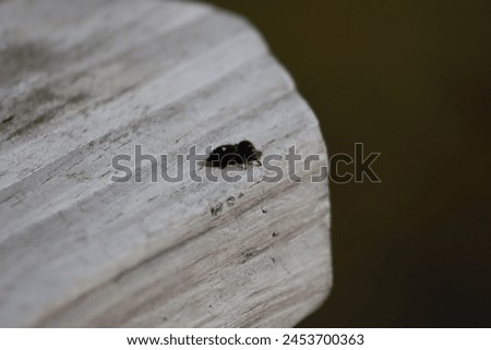 small black spider on wooden table edge closeup of creepy dark small animal macro photography