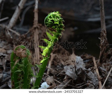 An edible fern called ostrich fern