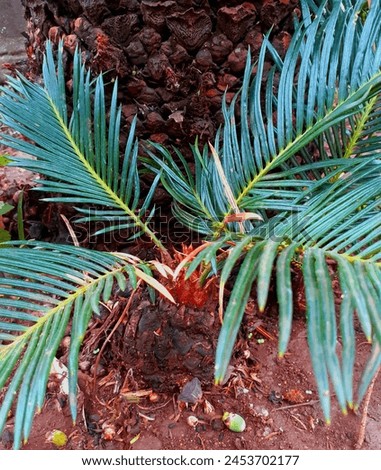 This is cycas revoluta (sago palm).it is species of gymnosperm in the family of cycadaceae,native to southern Japan including the Ryukyu islands.it used in several food items and also use in medicine Royalty-Free Stock Photo #2453702177