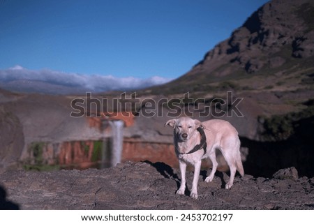 dog in the foreground with a waterfall in the background

