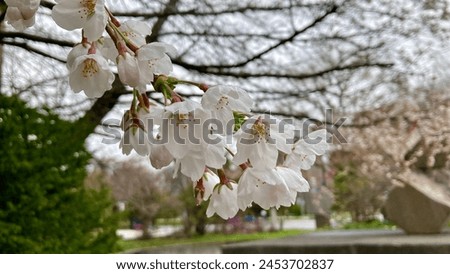 Rain-soaked Someiyoshino (Sakura) blooming in a city park Royalty-Free Stock Photo #2453702837