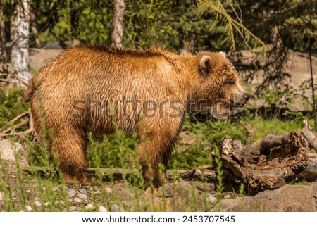 Brown bear (Ursus arctos) wet after recently going for a swim photographed standing at a zoo.