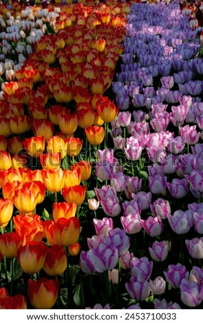 Tulips are vibrant, cup-shaped flowers known for their wide array of colors, including red, pink, yellow, and purple. They symbolize love, prosperity, and new beginnings. Originating from Central Asia