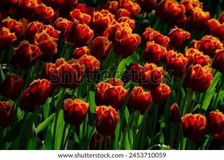 Tulips are vibrant, cup-shaped flowers known for their wide array of colors, including red, pink, yellow, and purple. They symbolize love, prosperity, and new beginnings. Originating from Central Asia