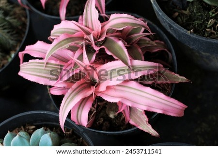 Cryptanthus or Earth star bromeliad plant growing fertilely planted in a pot, top view 