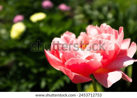 One peony on blurred green background at the sunny day. Pink bud for publication, design, poster, calendar, post, screensaver, wallpaper, postcard, cover, website. High quality photography