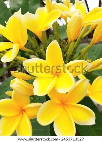 Kamboja is a group of plants in the genus plumeria.The fragrant flowers are very distinctive, with a white to purplish red crown usually five strands,  a very popular flowers on the island of Bali Royalty-Free Stock Photo #2453713327