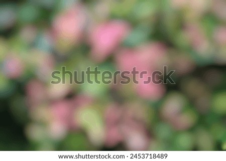 Defocused abstract blur image of flower. 