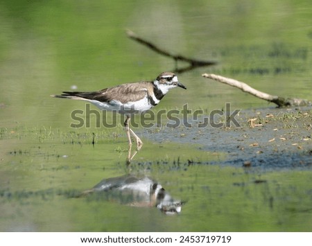 Killdeer Shore Bird Reflection on Water Royalty-Free Stock Photo #2453719719
