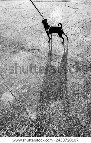 A black and white photograph with magenta filter of a small dog and his big shadow.