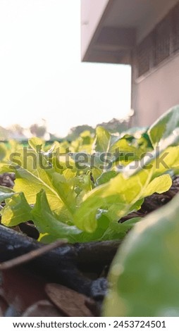 Pictures of beautiful organic salad vegetables
