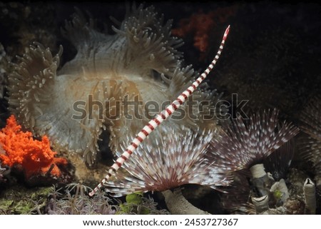 Banded pipefish or ringed pipefish on coral reefs