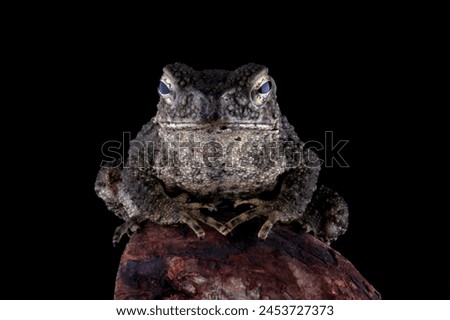 Asian giant toad isolated on black background, Phrynoidis asper on rock, animal close-up