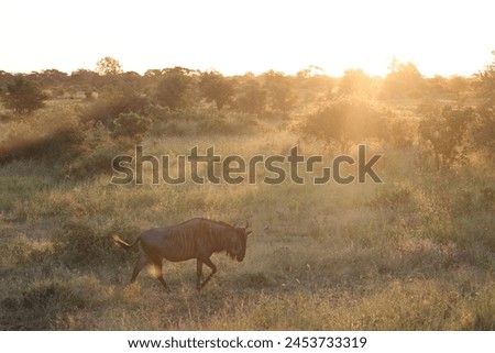 The blue wildebeest (Connochaetes taurinus), also called the common wildebeest, white-bearded gnu or brindled gnu, is a large antelope and one of the two species of wildebeest. Royalty-Free Stock Photo #2453733319