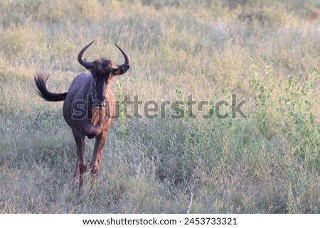The blue wildebeest (Connochaetes taurinus), also called the common wildebeest, white-bearded gnu or brindled gnu, is a large antelope and one of the two species of wildebeest. Royalty-Free Stock Photo #2453733321
