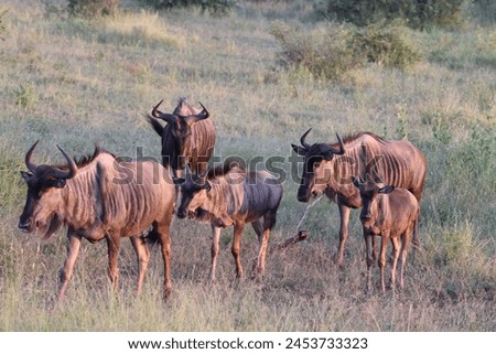 The blue wildebeest (Connochaetes taurinus), also called the common wildebeest, white-bearded gnu or brindled gnu, is a large antelope and one of the two species of wildebeest. Royalty-Free Stock Photo #2453733323
