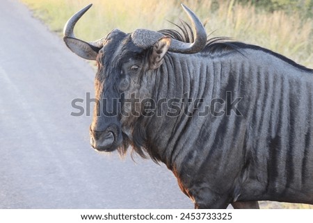 The blue wildebeest (Connochaetes taurinus), also called the common wildebeest, white-bearded gnu or brindled gnu, is a large antelope and one of the two species of wildebeest. Royalty-Free Stock Photo #2453733325