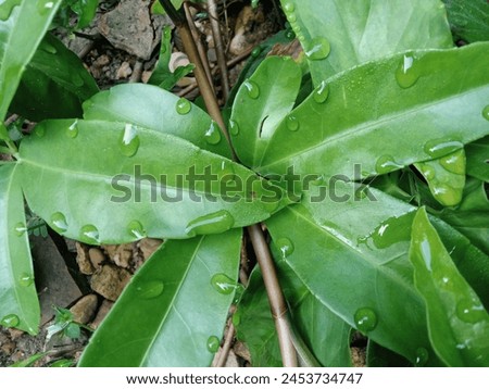 Fatimah's grass that has been exposed to rain and morning dew Royalty-Free Stock Photo #2453734747