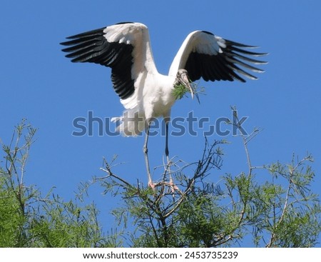 Majestic white wood stork (Mycteria americana) with outstretched black edged wings and nesting materials in its bill landing on green tree. Blue sky background. Royalty-Free Stock Photo #2453735239