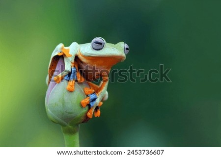 Red Eyed Tree Frog

Red Eyed Tree Frog taken on a macro photographic day these are very small frogs and are very energetic, amphibians that are so vert attractive in the natural world