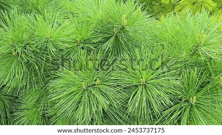 Closeup picture of pine leaves-1