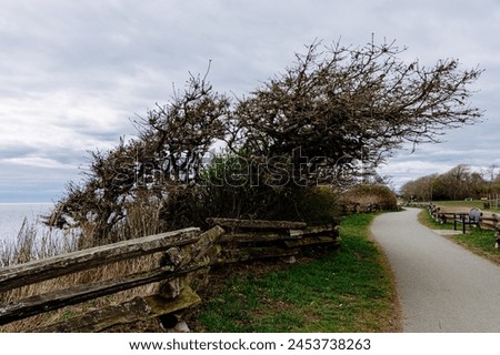 A windswept and leafless hawthorn bush reaching over the fence separating the pedestrian path over Spiral Beach from the decline leading to the water