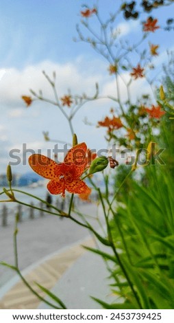 Belamcanda chinensis, Brojo latitude, Jamaka flowers are blooming. Royalty-Free Stock Photo #2453739425