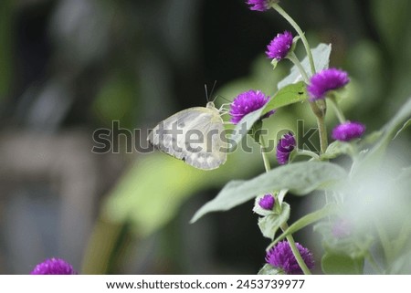 The butterfly or called in Latin Appias Libythea is perched on a purple globe amaranth flower, white and striped on its wings. Globe amaranth or Gomphrena globosa, Globe Amaranth, Bachelor Button. Royalty-Free Stock Photo #2453739977