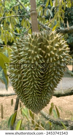 Durian fruit, the king fruit of Thailand. Royalty-Free Stock Photo #2453741543