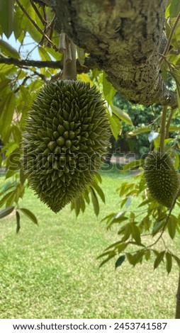 Durian fruit, the king fruit of Thailand. Royalty-Free Stock Photo #2453741587