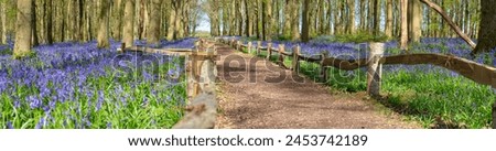 Beautiful spring panorama in a woodland forest with Bluebell carpet Royalty-Free Stock Photo #2453742189