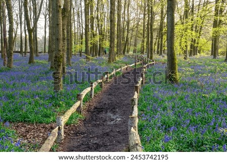 Bluebell carpet in the woods. Springtime in United Kingdom Royalty-Free Stock Photo #2453742195