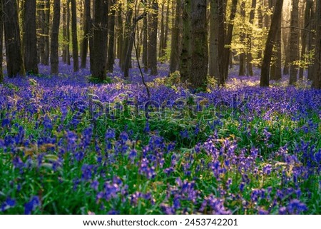 Beautiful spring sunrise in a woodland forest with Bluebell carpet Royalty-Free Stock Photo #2453742201