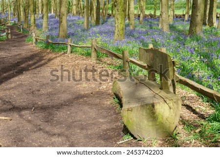 Beautiful spring panorama in a woodland forest with Bluebell carpet Royalty-Free Stock Photo #2453742203