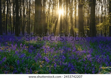Beautiful spring sunrise in a woodland forest with Bluebell carpet Royalty-Free Stock Photo #2453742207