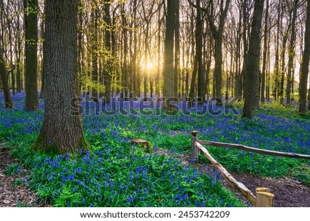 Beautiful spring sunrise in a woodland forest with Bluebell carpet Royalty-Free Stock Photo #2453742209