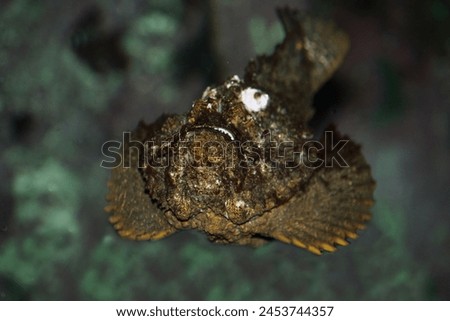 #Scorpaenopsis diabolic stonefish also known as synanceia verrucosa isolated in sea background.The World's Deadliest Fish . Introducing the stonefish – one of the deadliest fish in our oceans.