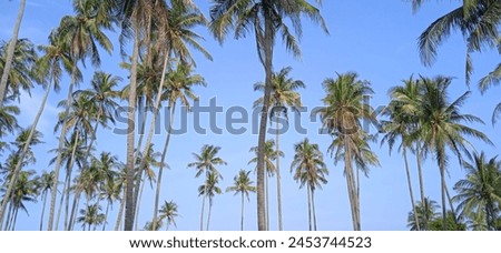 Cocos nucifera. Several coconut trees stand tall and beautiful under the blue sky. Photo taken in June 2021 at Anyer Beach, Banten, Indonesia. This view is very beautiful and cool