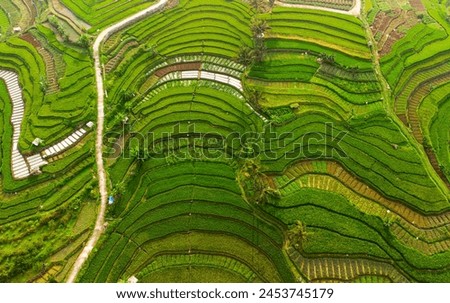 "A beautiful expanse of green rice fields, seen from above."