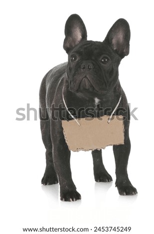 black dog puppies funny smiling puppy dog a paw and cute puppy on white background