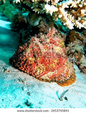 #The ability of the stonefish to remain invisible is a wonderful gift of the environment#
