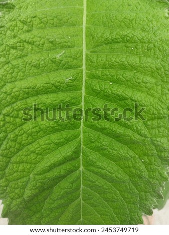 a cool green leaf background pattern