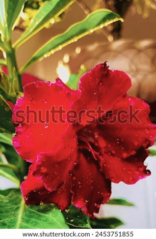 adenium obesum flower plant, a beautiful picture of red colour flower plant 
