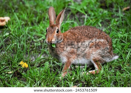 Eastern Cottontail Rabbit Alert in Yard Chewing Leaf