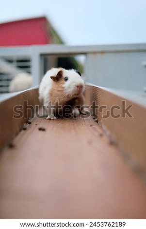 Guinea pig stand in a trail. crawling from the cage