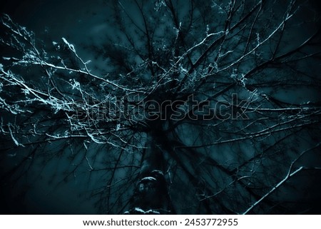 Photo of a tree at night